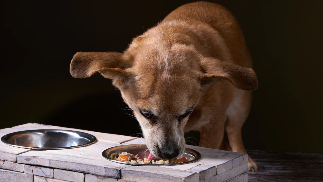 Wellness complete health best food dog