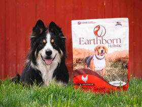 Popular Low in Fat Dog Food