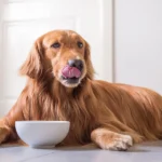 Dave's Grain Free Dog Food