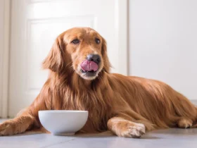 Dave's Grain Free Dog Food