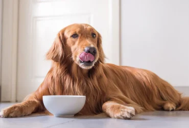 Dave's Grain Free Dog Food