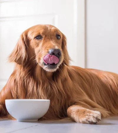 Dave's Grain Free Dog Food