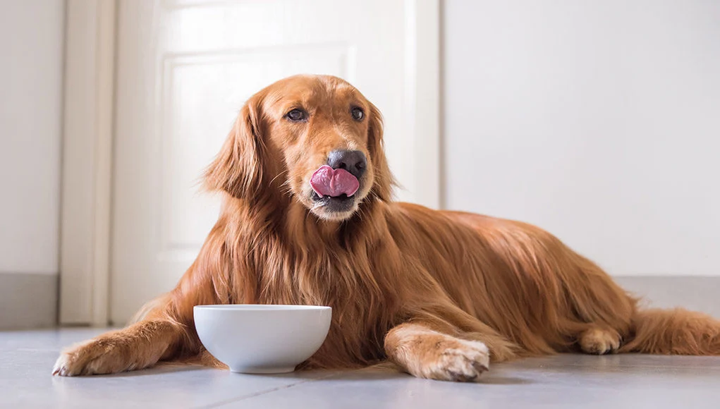 Dave's Grain Free Dog Food