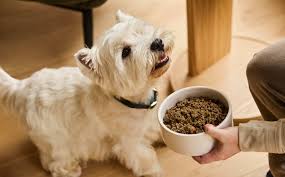 grain free dog foods